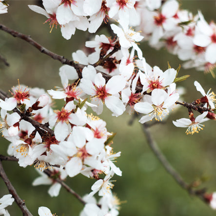 almond tree